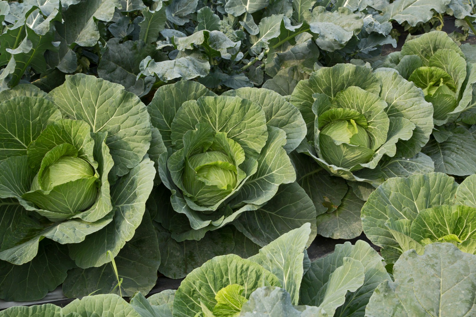 Taiwan - Kaohsiung - Organic Farm - Cabbage